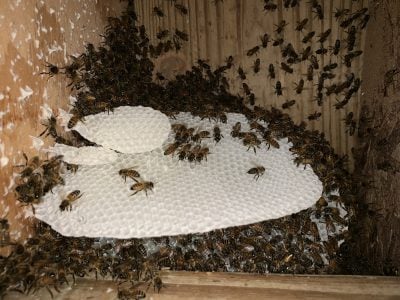 Honeybees at Veranda