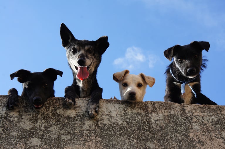 Pet Therapy in Senior Living Communities