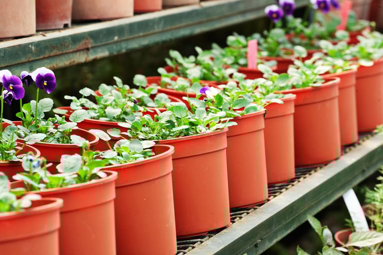 Easy-to-care-for plants to brighten up your space